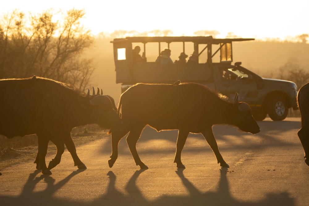 Safari at sunset in Kruger National Park, South Africa