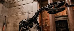 nhm_nyc_blog