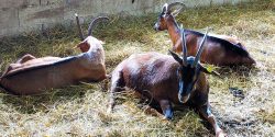 1000x500_france-normandy-chevrerie-du-mesnil-goats
