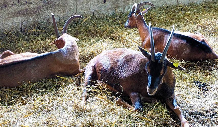 Goats at the Chevrerie du Mesnil