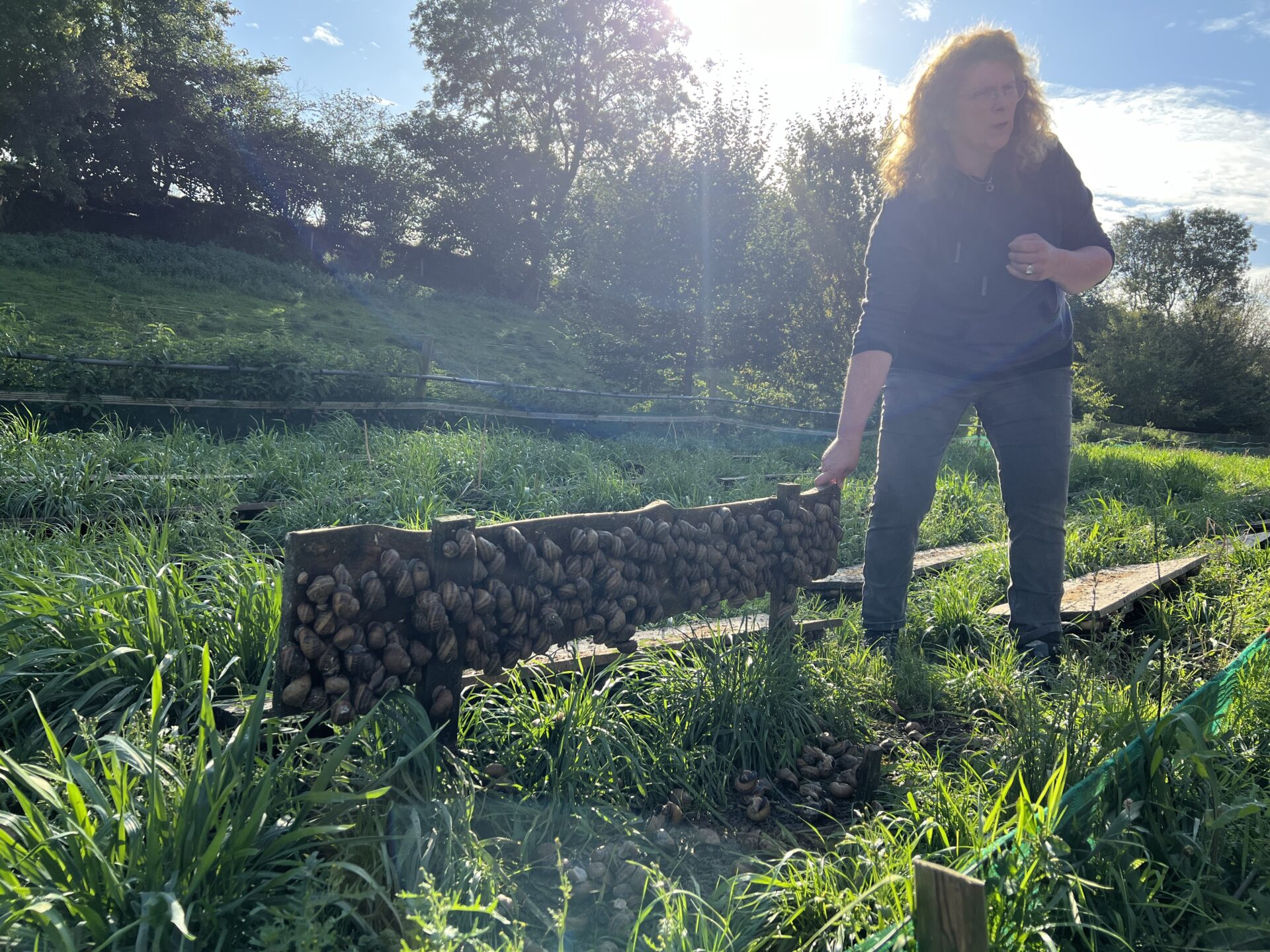 A guided tour with the owner of the Odon snail farm in Normandy