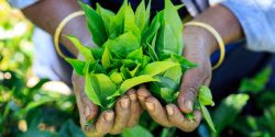Hands,With,Some,Tea,In,A,Tea,Fields,In,Sri