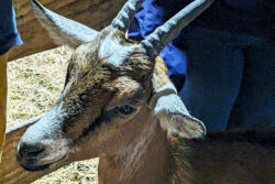 900x600_france-normandy-goat-cheese-farm