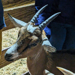 900x900_france-normandy-goat-cheese-farm