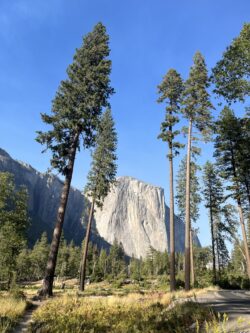 yosemie