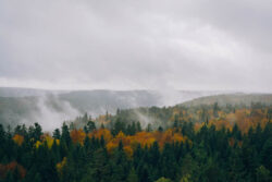 Rising clouds in the Black Forest
