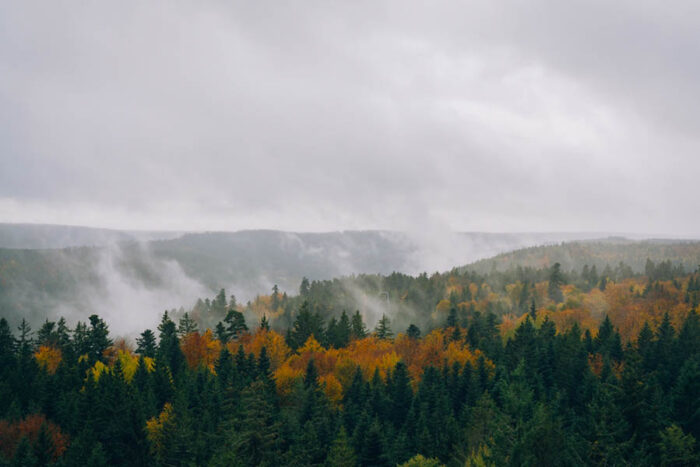 Rising,Clouds,In,The,Black,Forest