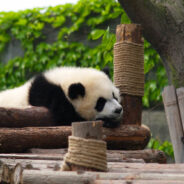 A,Sleeping,Panda,In,Chengdu,Panda,Breeding,And,Research,Center,