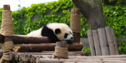 A,Sleeping,Panda,In,Chengdu,Panda,Breeding,And,Research,Center,