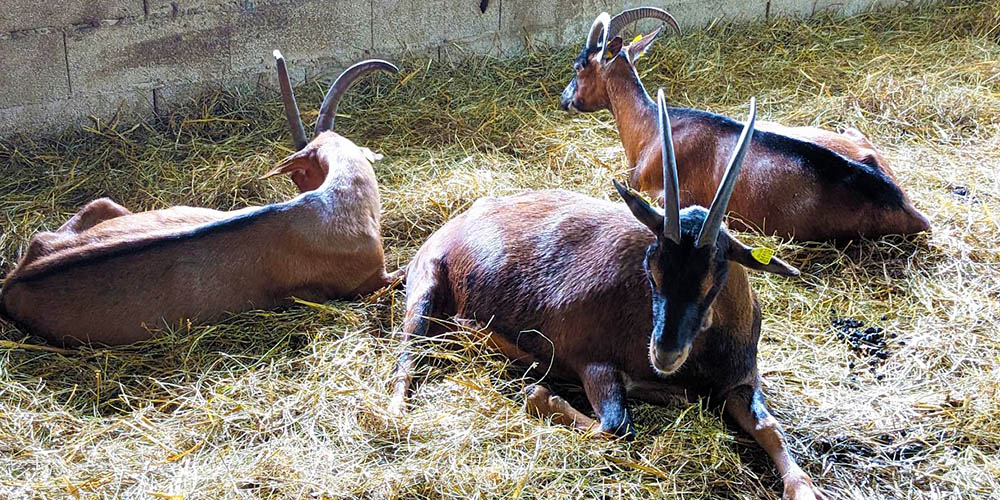 Goats at the Chevrerie du Mesnil