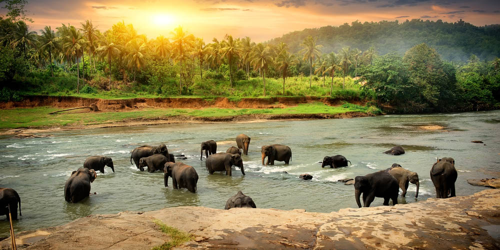 Herd of elephants bathing in the jungle river of Sri Lanka