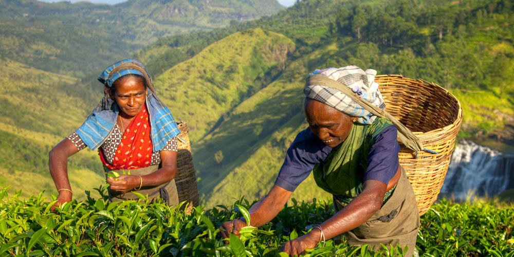 Tea plantation workers in Sri Lanka