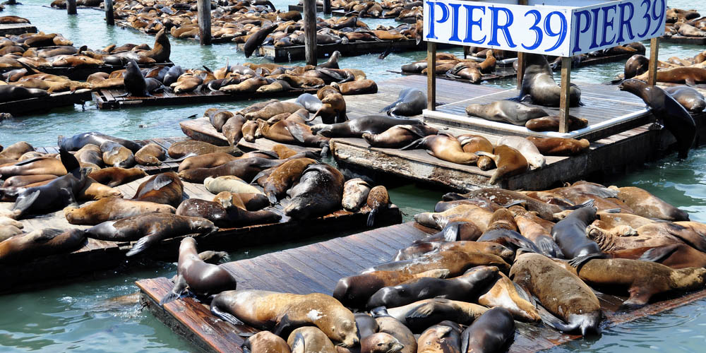 Sea lions at Pier 39 in Fisherman's Wharf