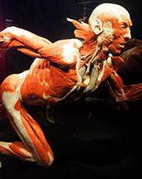 Human Anatomy exhibition at the Body Worlds Berlin Museum