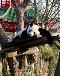 Giant Panda relaxing on a branch at Berlin Zoo