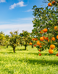 An orange plantation in the Sicilian sunshine