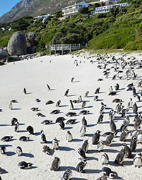 Penguins on Boulders Beach, Cape Peninsula