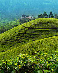 A tea plantation near Nuwara Eliya, Sri Lanka