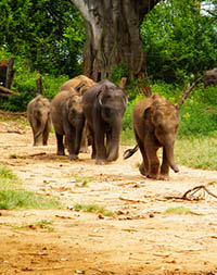 Sri Lankan elephant refugee camp 