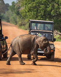 Young elephant in Yala National Park