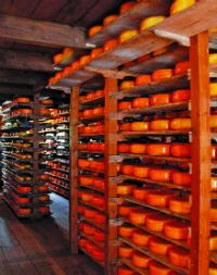 Cheese_tasting_Amsterdam