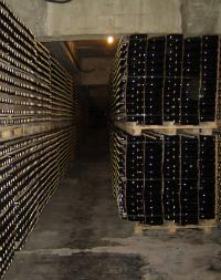 Codorniu Winery - Cellar