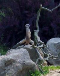 Cologne Zoo
