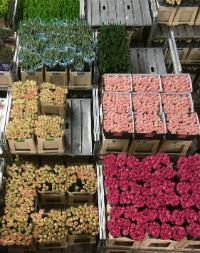 FloraHolland Flower Auction