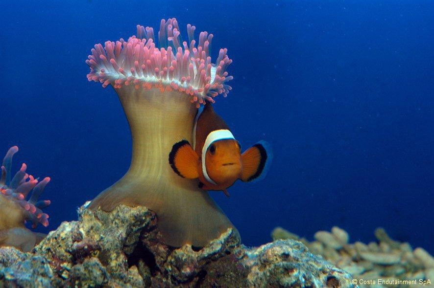 Genoa Aquarium - ©Costa Endutainment SpA