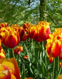 Keukenhof Flower Gardens Lisse