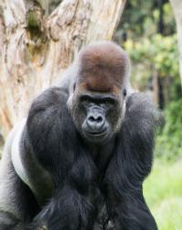 London Zoo