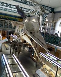 Musée d'Histoire Naturelle