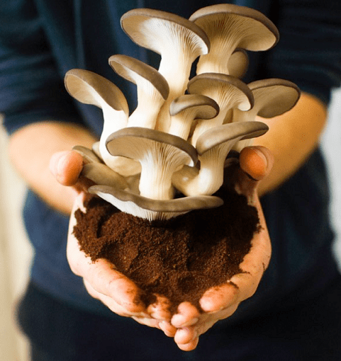 PermaFungi in Brussels