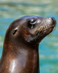 Seal