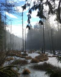 Swamp