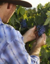 Torres Vineyards Barcelona