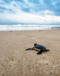 Turtle Conservation Project