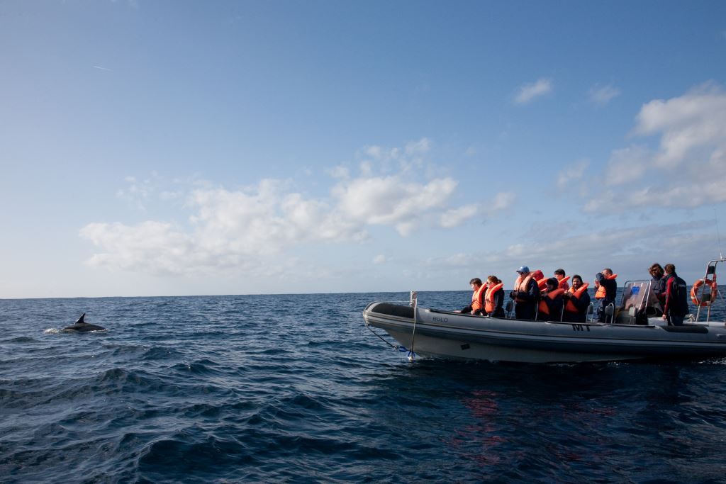 Whale Watching - The Azores