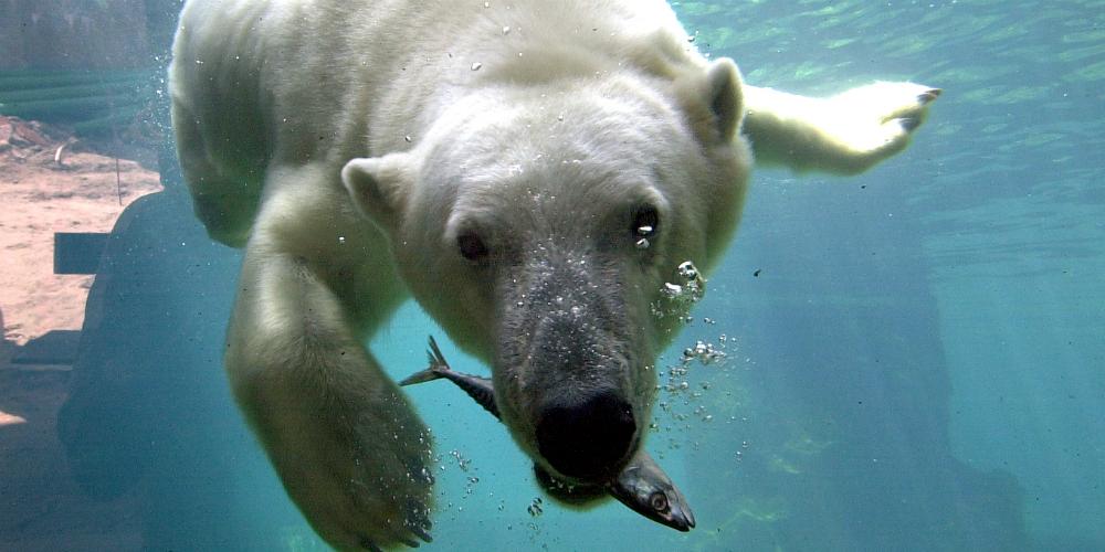 Zoo am Meer ©️ German National Tourist Board