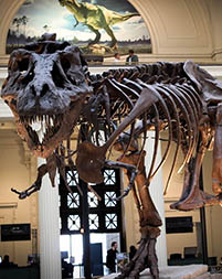 Field Museum, Chicago