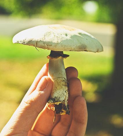 Party Leader holding fungi Party Leader holding fungi