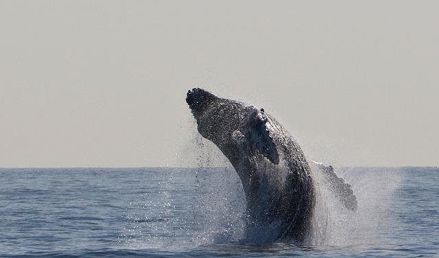 humpback whale boston usa