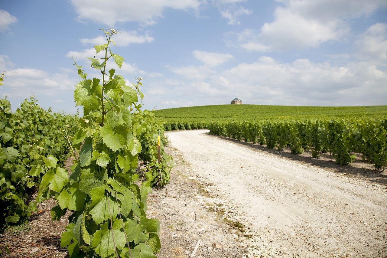 Moët and Chandon Cellars