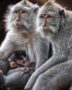 Monkey Valley - La vallee des singes