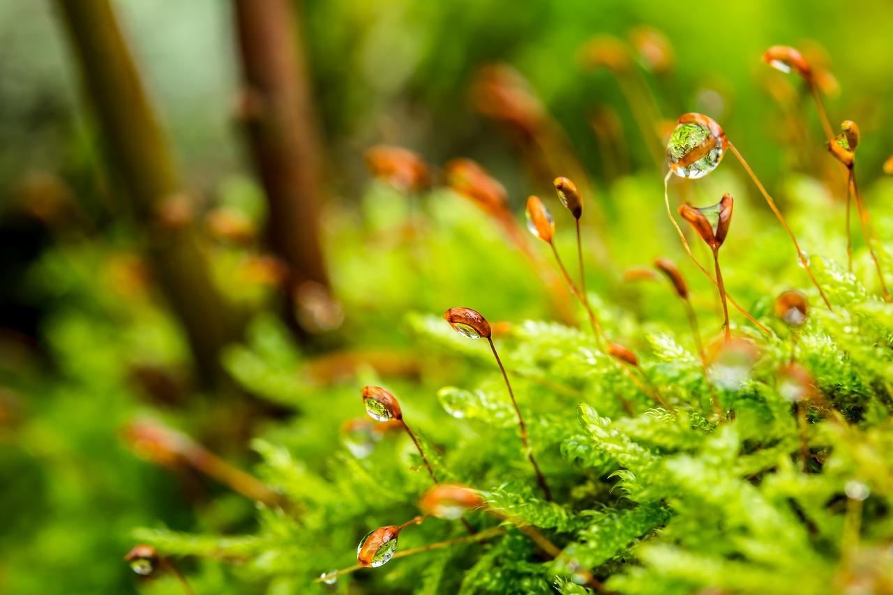 Forest Discovery Walk