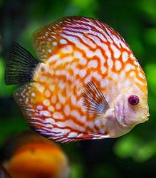 Ripley's aquarium of canada