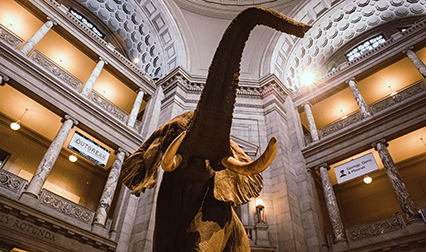 Post image for Take A Virtual Tour Through The Smithsonian National Museum Of Natural History In Washington, DC