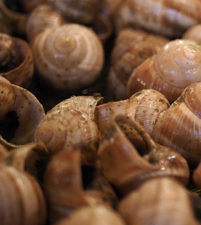 Snails