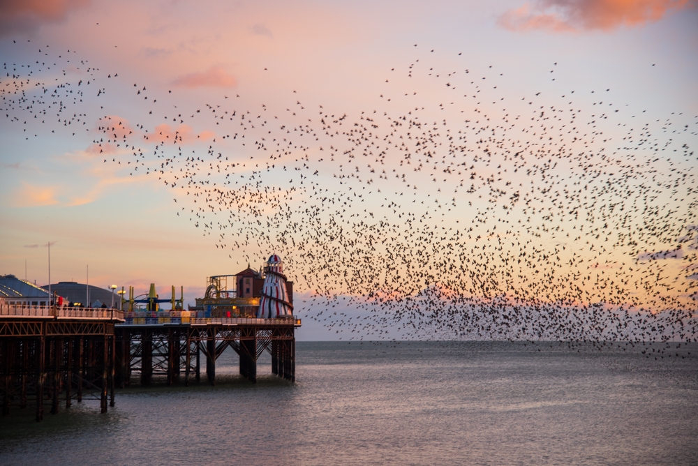 Murmuration over the Brighton palace Pier at sunset