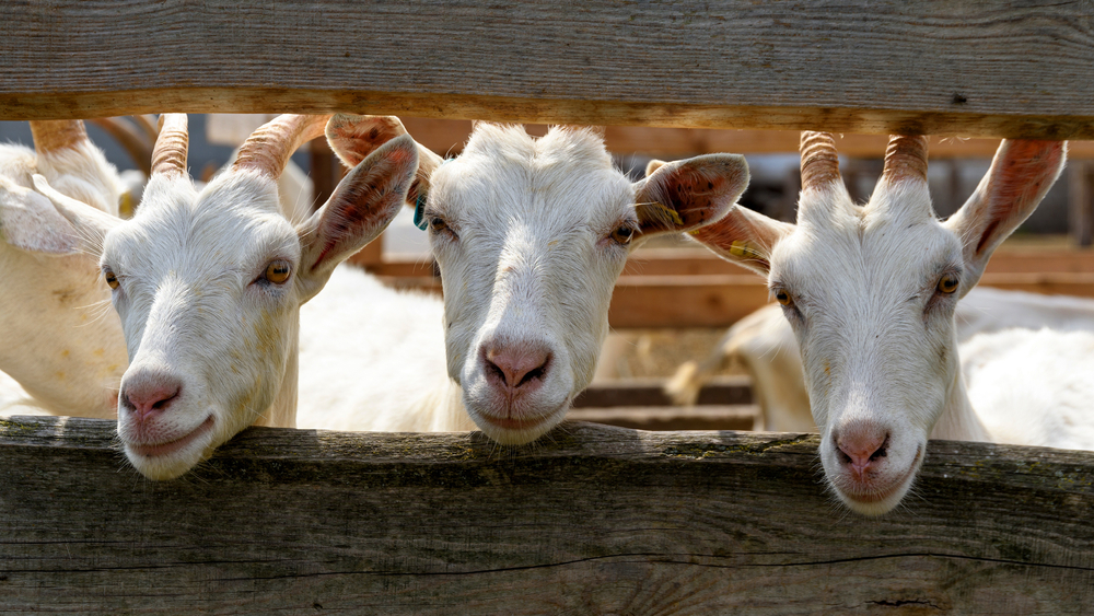 Three white goats in a goats cheese farm